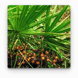 Extract de Saw Palmetto în Gelarex