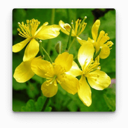 Rostopască în Gelarex